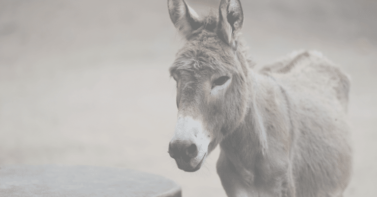 Parenting from a Donkey 3 Parenting from a Donkey 1